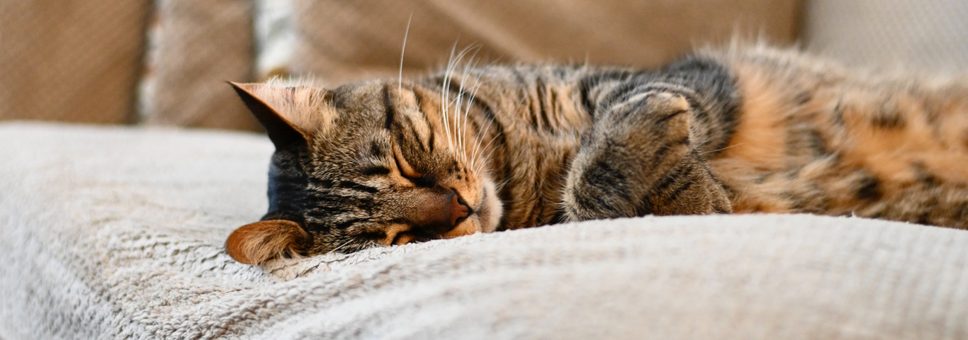 Good reasons to open your home and heart to a pet