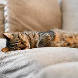 Good reasons to open your home and heart to a pet